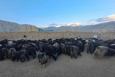 च्याङ्ग्राको नश्ल सुधारम तथा अनुसन्धानस्थल बन्दै मुस्ताङको च्याङ्ग्रा फार्म